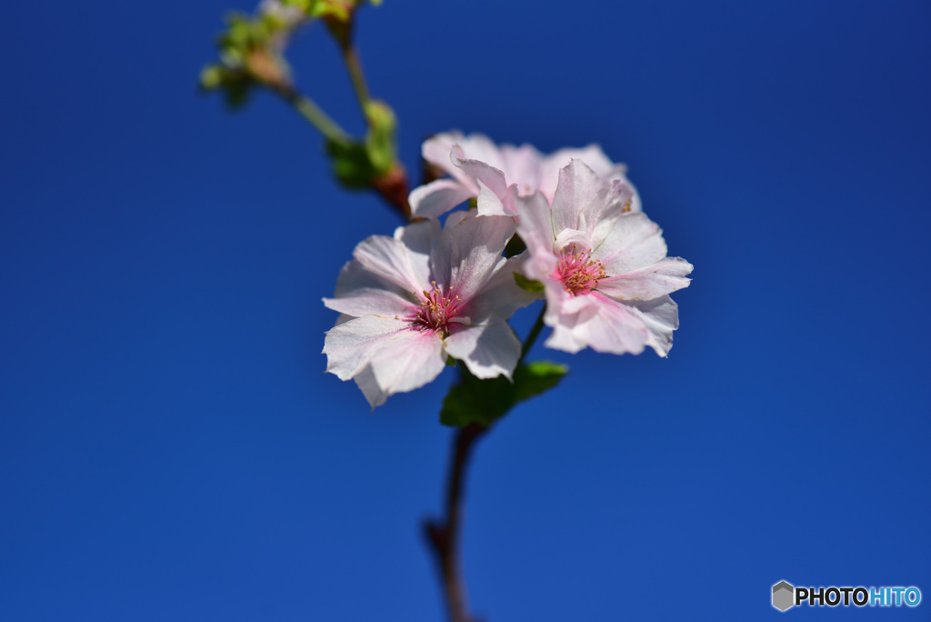 9月の桜　②