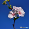 9月の桜　②