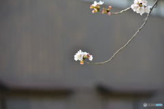 サクラ　②