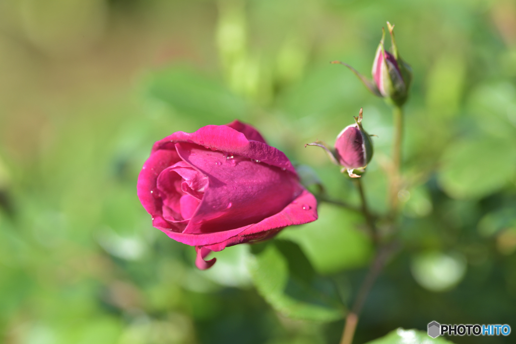 綺麗に咲いてね