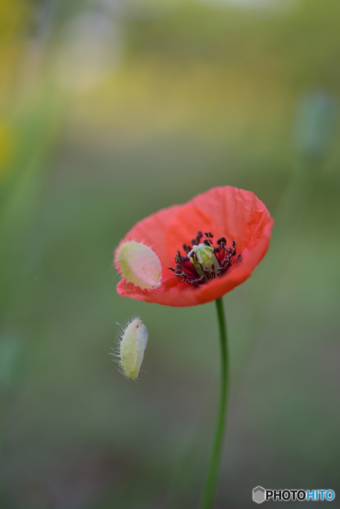 開花出来ました