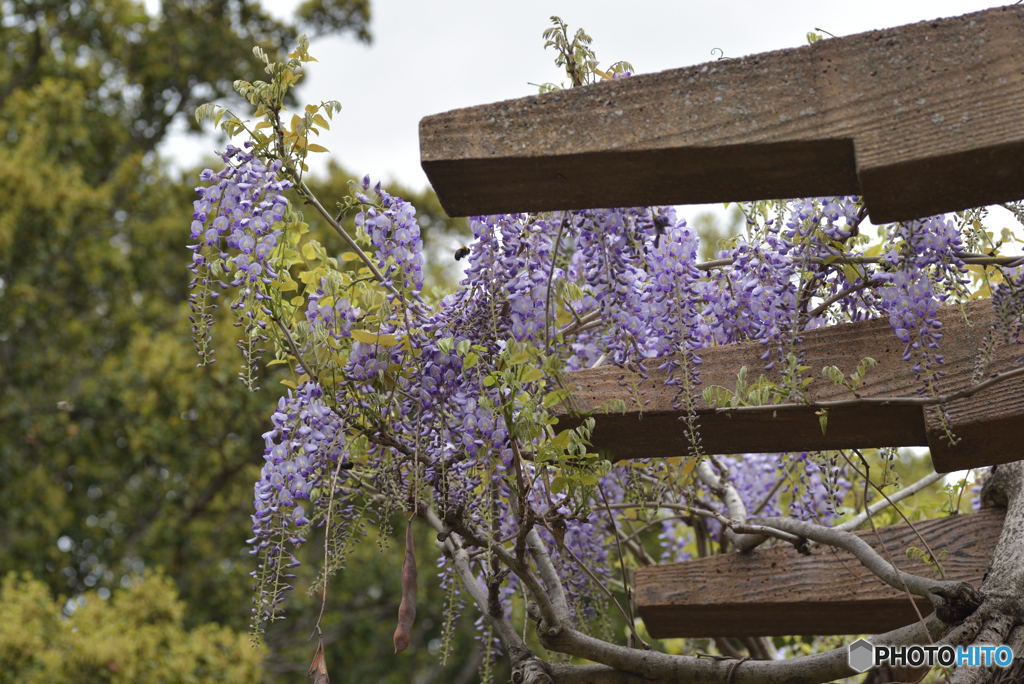 咲き始めた藤の花