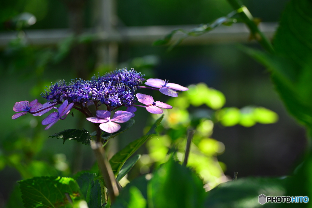 紫陽花