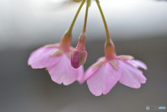 綺麗に咲いて見せる