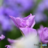 花菖蒲