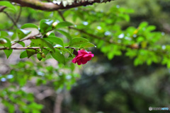 下向きな花