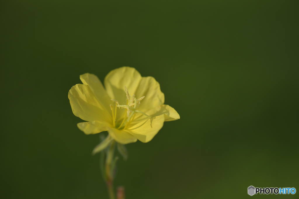 野に咲く花