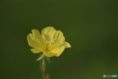野に咲く花