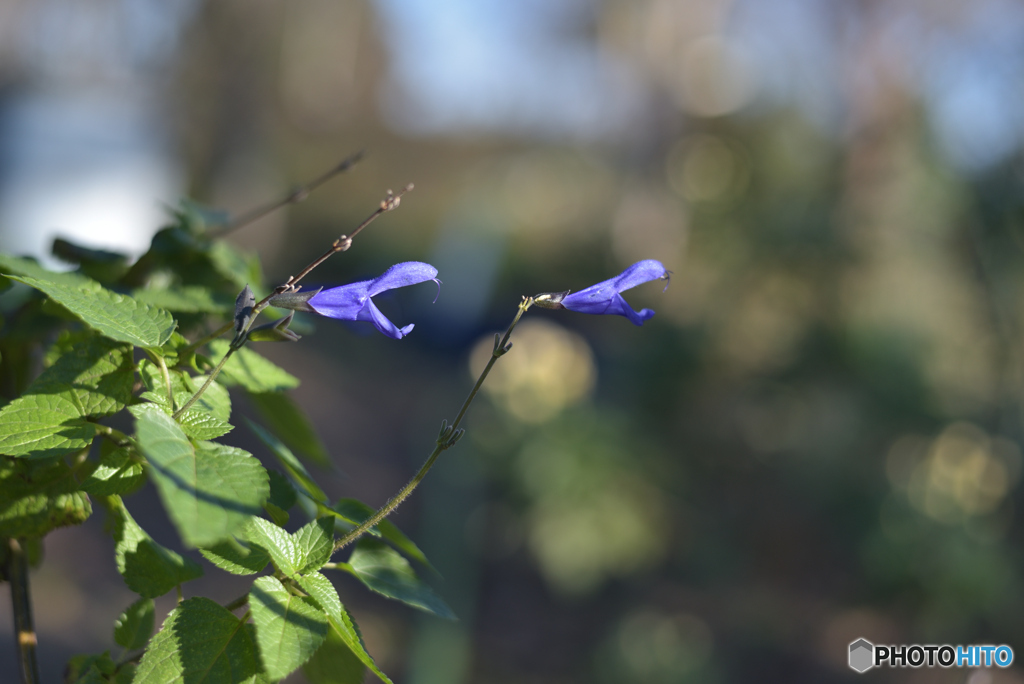 9125　威嚇する花　