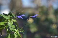 9125　威嚇する花　