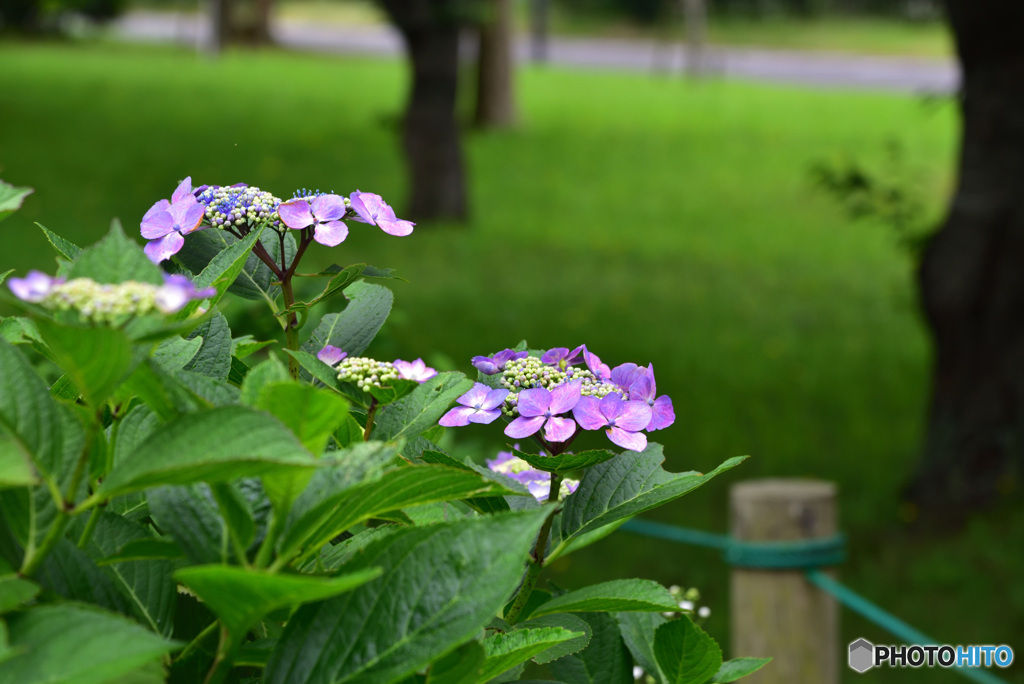 紫陽花⑦