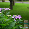 紫陽花⑦