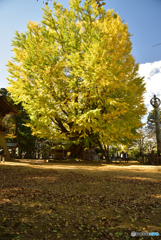 色ずいてくれたね