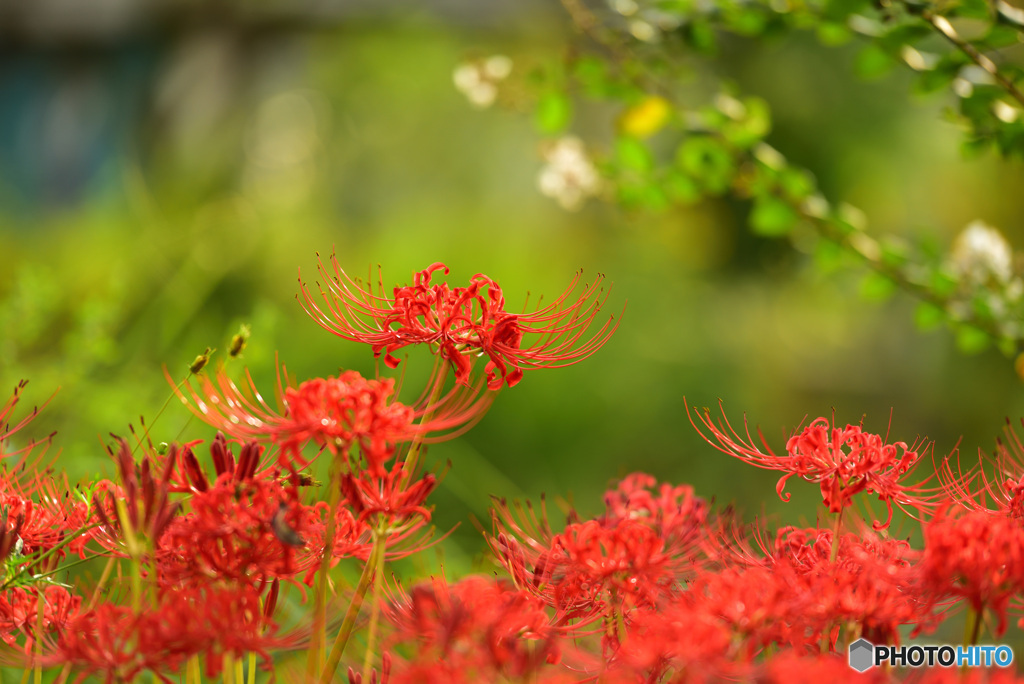 曼珠沙華