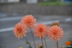 保育園の花壇より