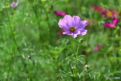 秋の花