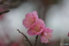 三姉妹
