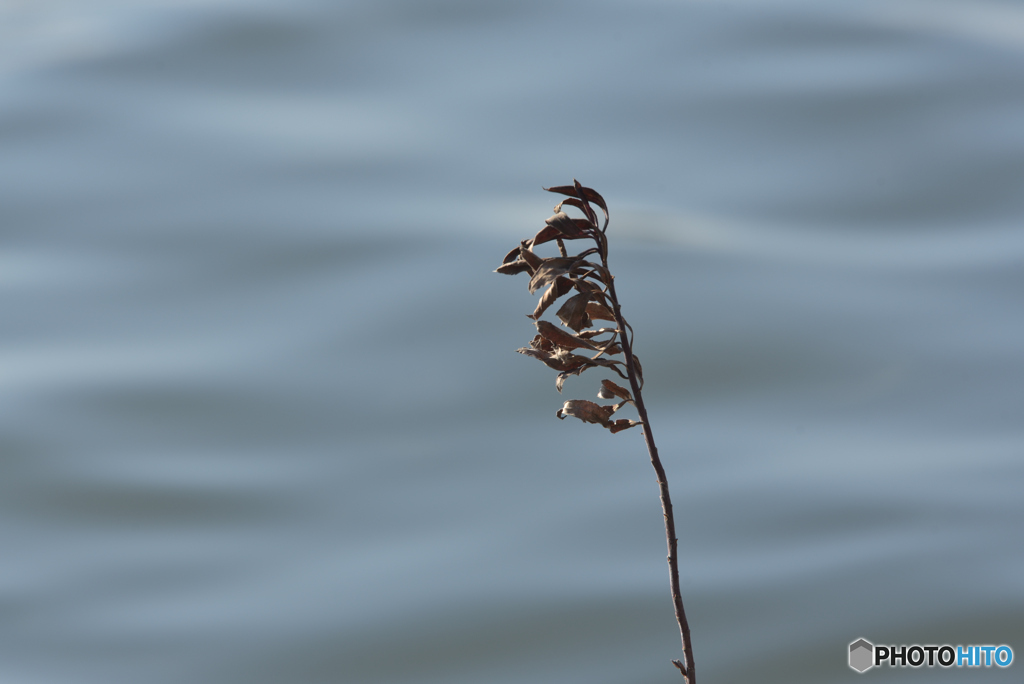 水辺の枯れ草