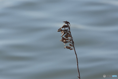 水辺の枯れ草