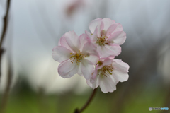 10月 桜　