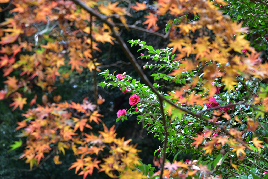 冬の花が来たよ 