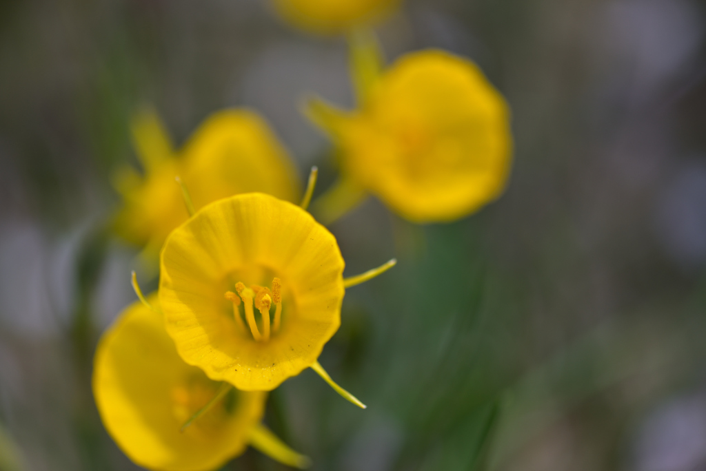 バルボコディウム