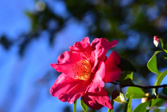 山茶花　③