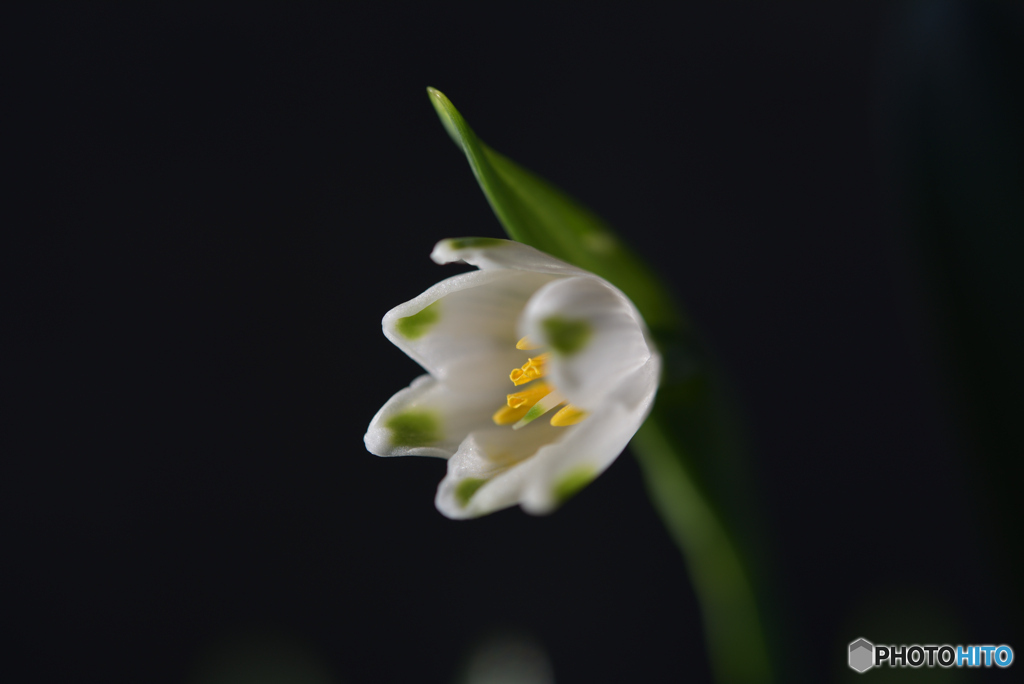 開花