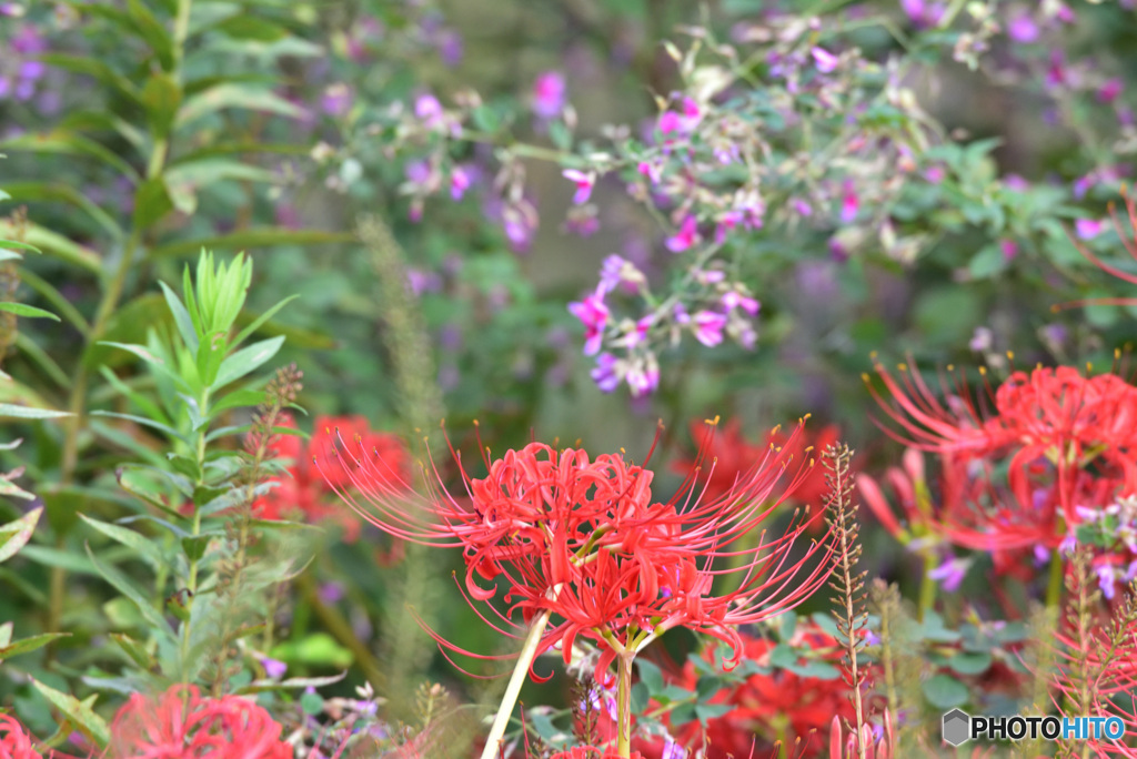 秋の花