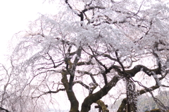奥山田の枝垂れ桜