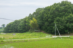 なんだかんだといつも迷う