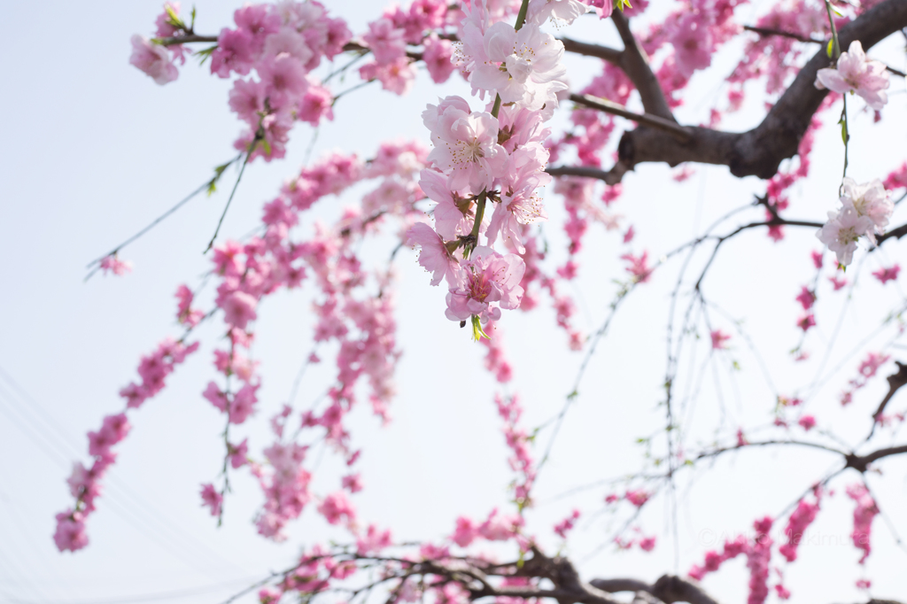 しだれ桜