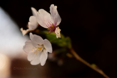 透ける花びら