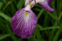 雨粒と花菖蒲③