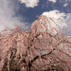 孝子桜　ふたたび