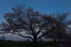 今日の青③　春宵の桜