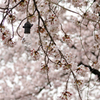 桜と裸電球