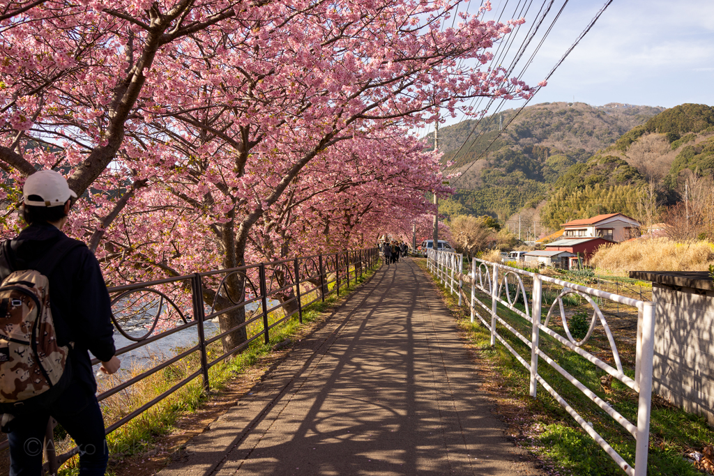 河津町　河津桜④
