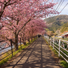 河津町　河津桜④