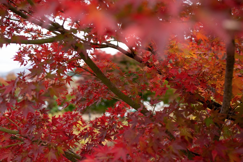 紅葉がんばる