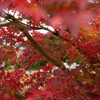 紅葉がんばる