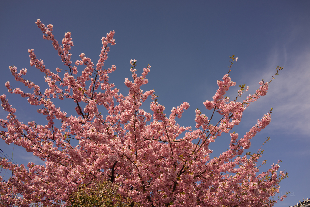 稲取温泉　河津桜②