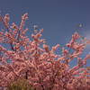 稲取温泉　河津桜②