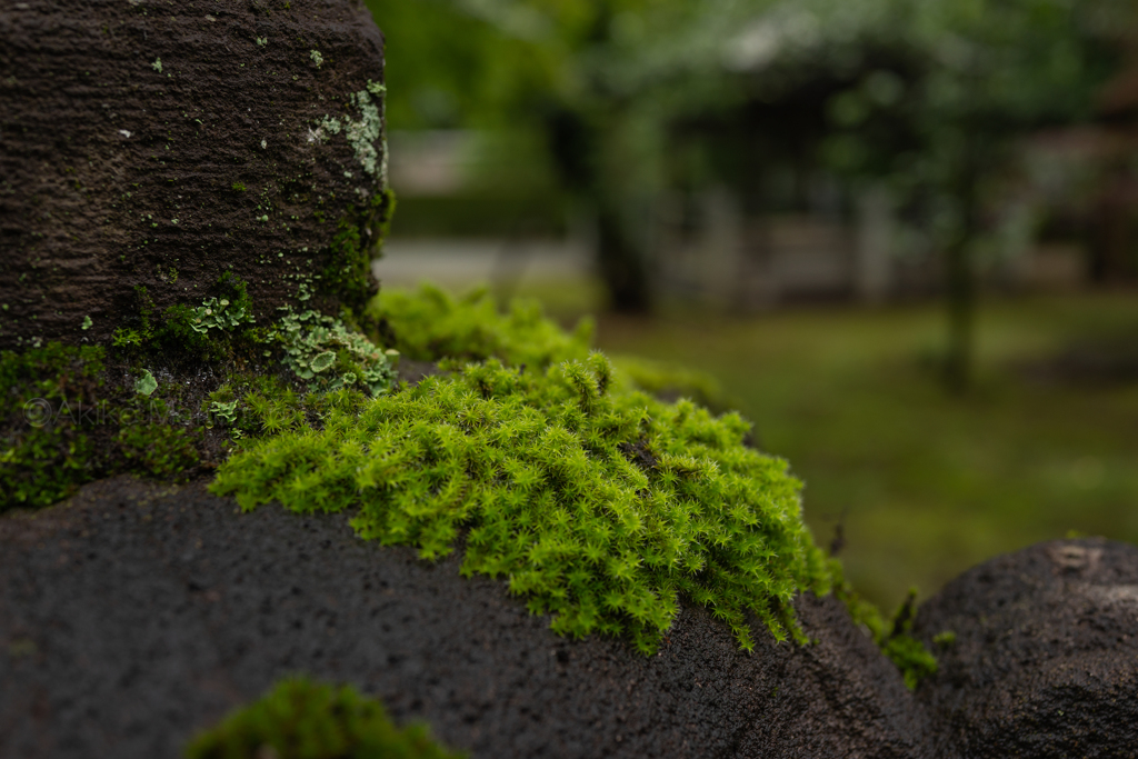 苔にまみれて②