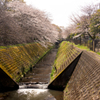 地元民の桜