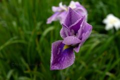 雨粒と花菖蒲④