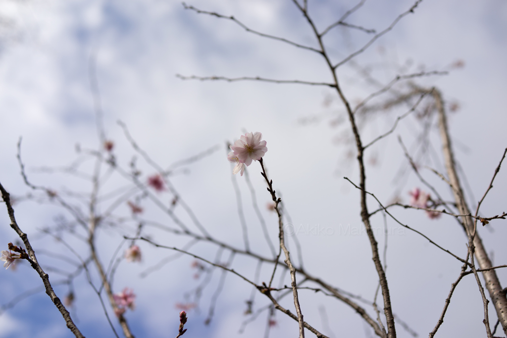 晩秋の桜①