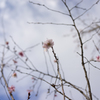 晩秋の桜①