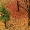 秋の絨毯
