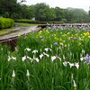 花菖蒲②